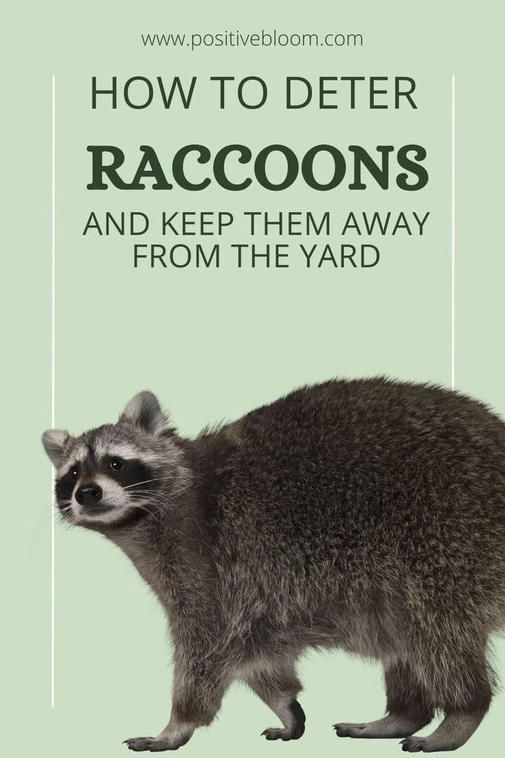 how to keep raccoons out of yard 3