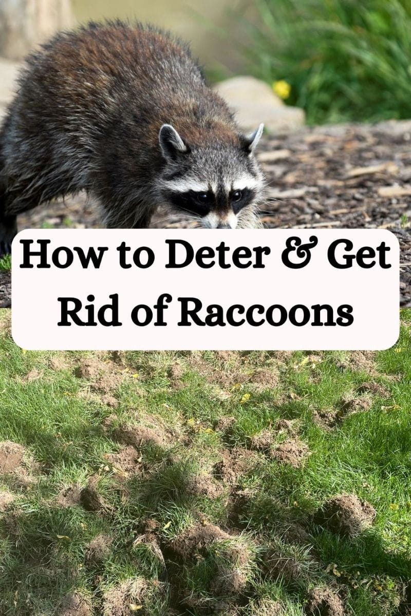 how to keep raccoons out of yard 4