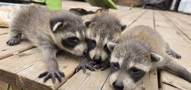 how to keep raccoons out of yard 5