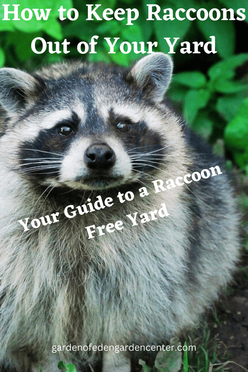 how to keep raccoons out of yard 1