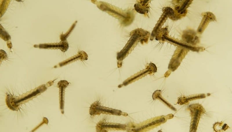 mosquito larvae in swimming pool 2