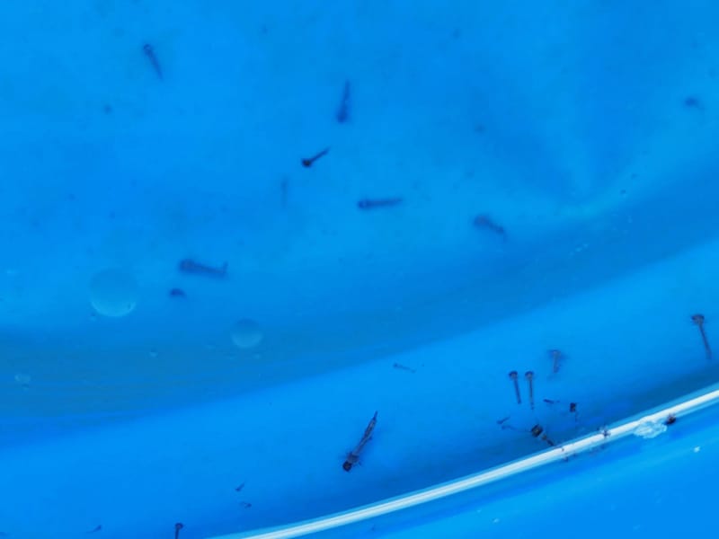 mosquito larvae in swimming pool 3