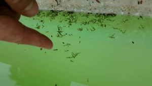 mosquito larvae in swimming pool 4