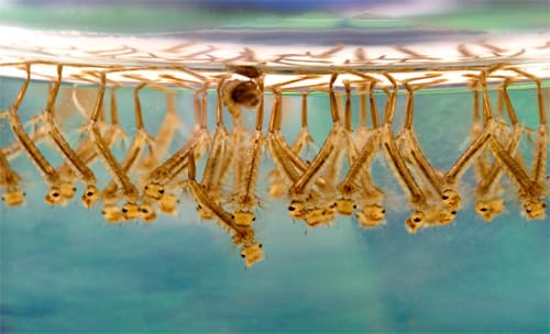 mosquito larvae in swimming pool 5