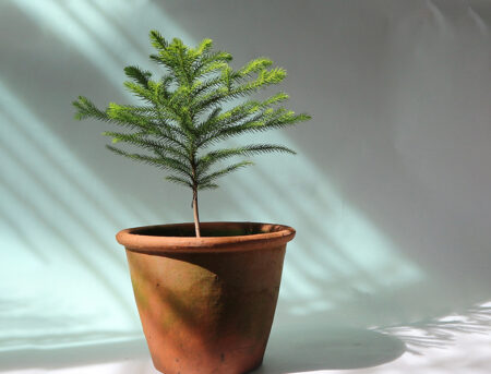norfolk island pine care outdoor 2
