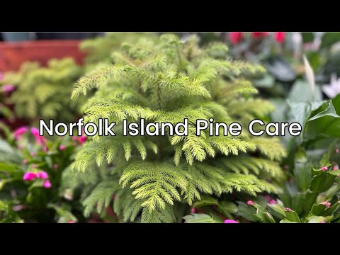 norfolk island pine care outdoor 3