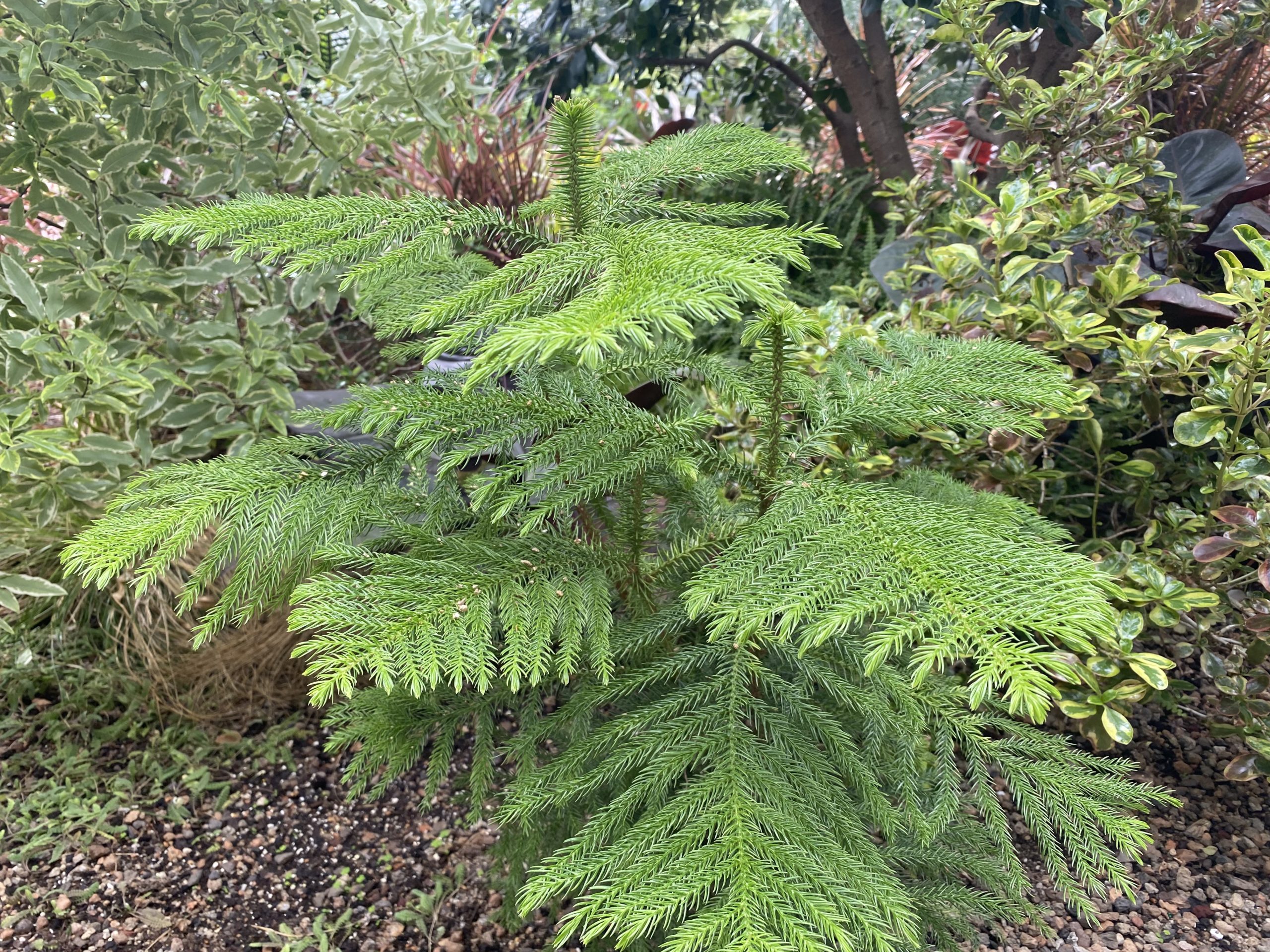 norfolk island pine care outdoor 5