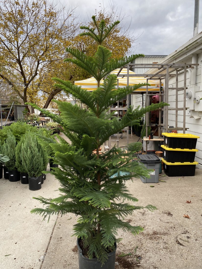 norfolk island pine care outdoor 1
