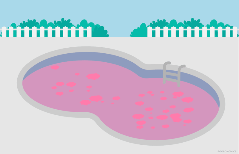pink algae in my pool 4