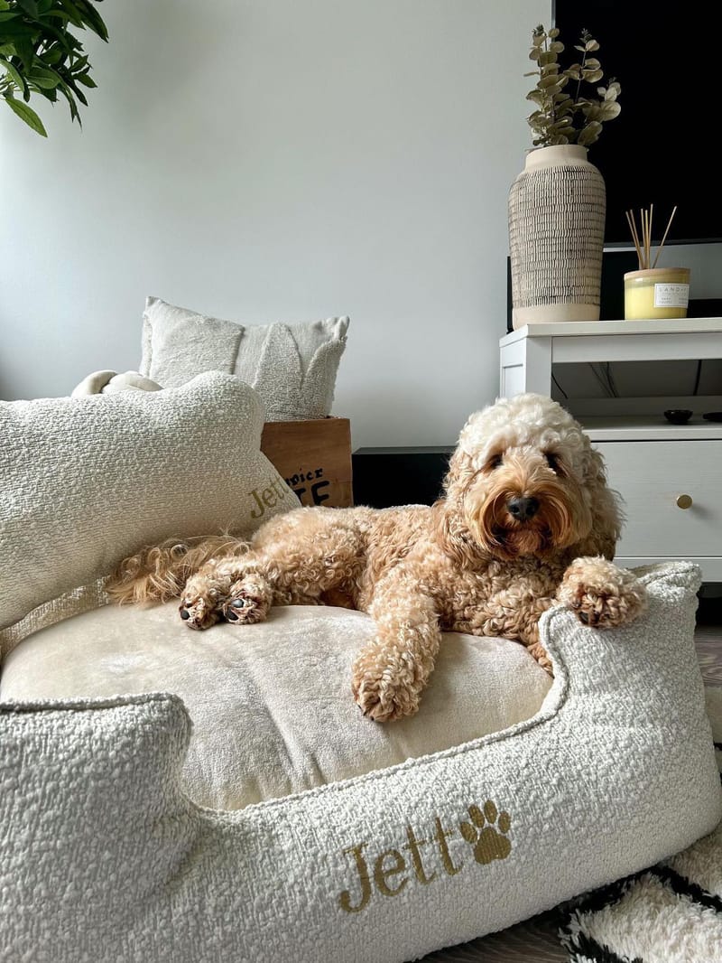 Sharing Sweet Dreams A Look at Custom Beds Designed for You and Your Dog 2