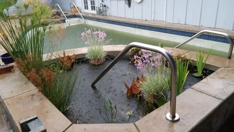 swimming pool to pond conversion 3
