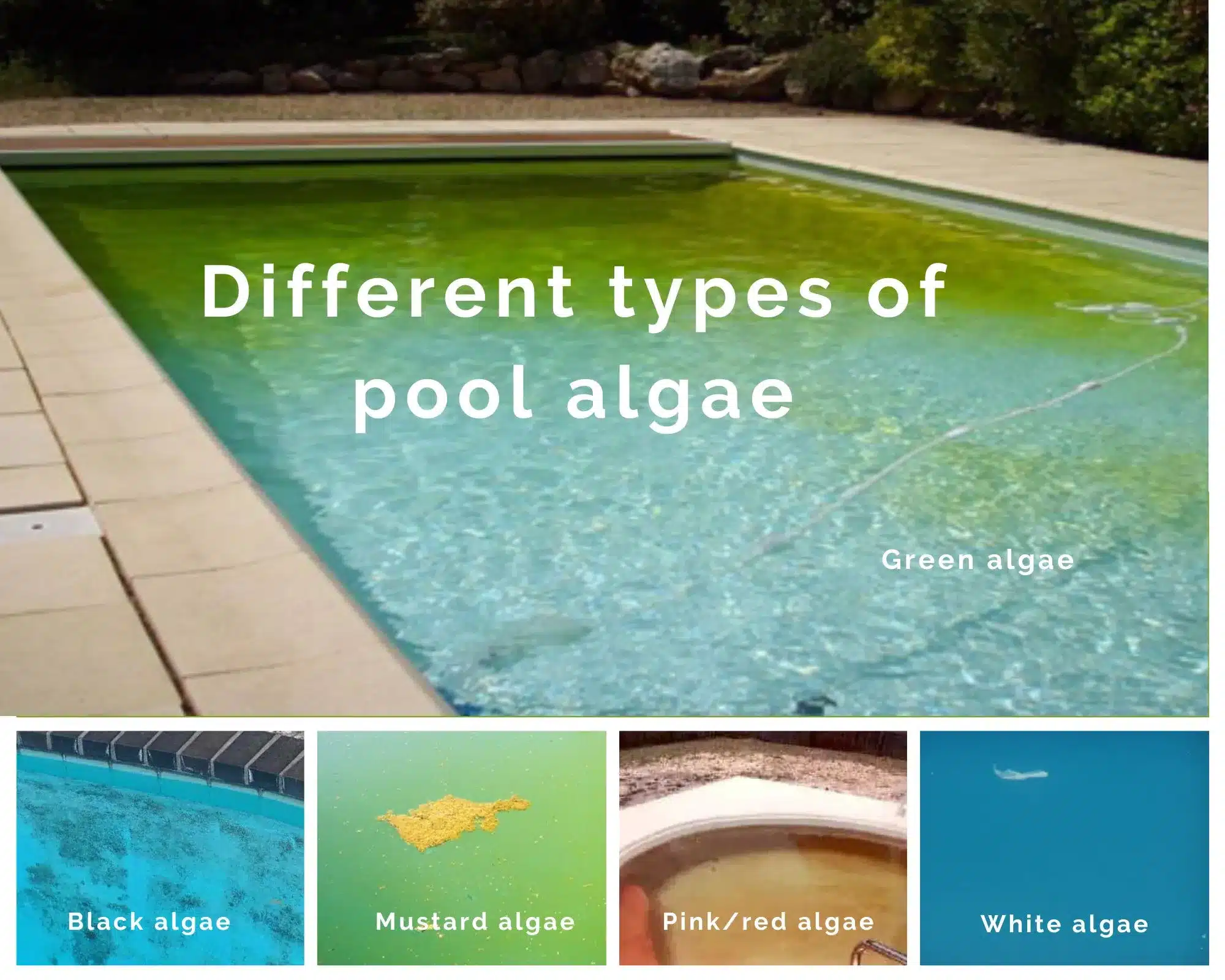 Understanding the Pink Slime in Your Pool What It Is and How to Tackle It 3