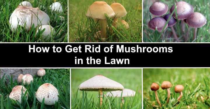 Unmasking the Culprits What Really Ends Yard Mushrooms 2
