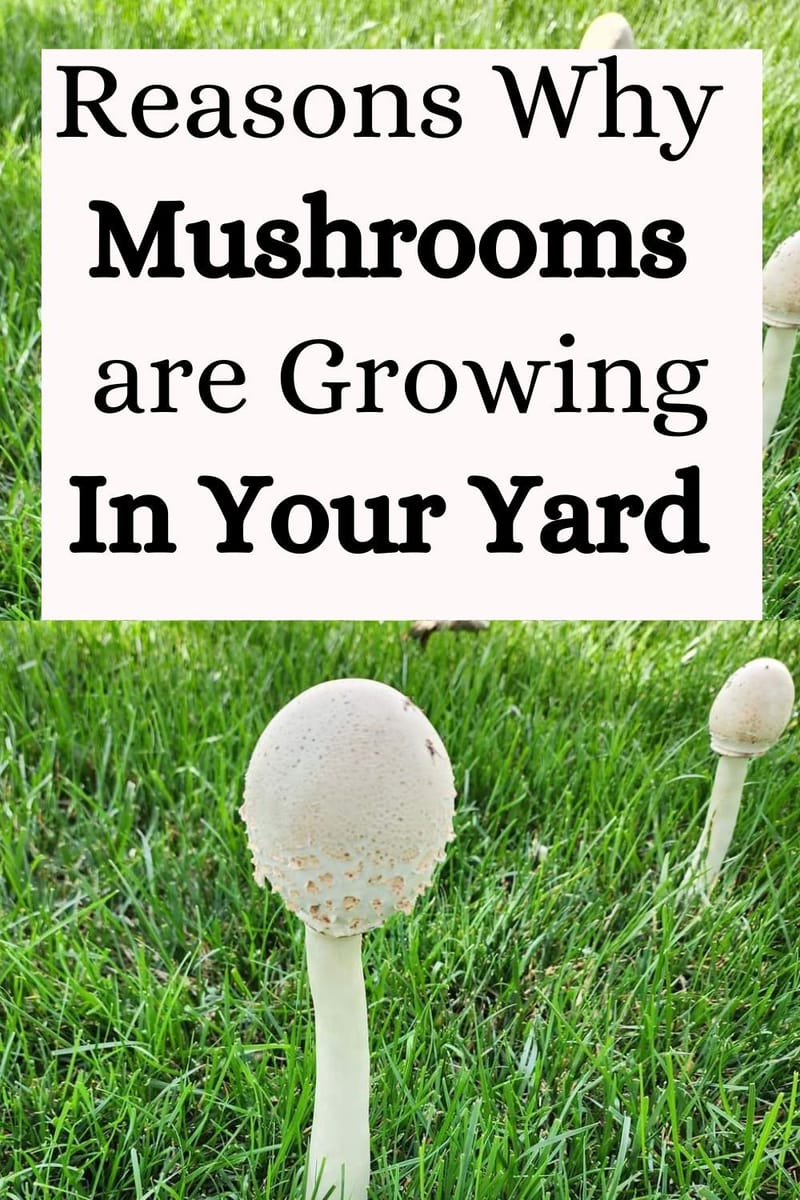 Unmasking the Culprits What Really Ends Yard Mushrooms 3