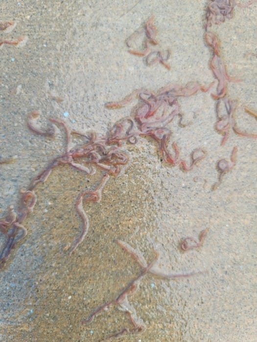 Unmasking the Mystery of Little Red Worms in Your Swimming Pool 2