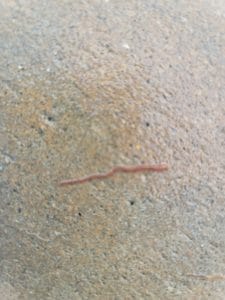 Unmasking the Mystery of Little Red Worms in Your Swimming Pool 3