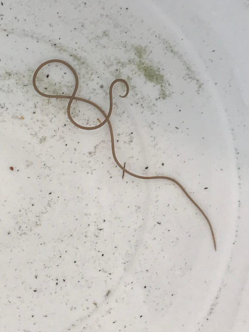 Unmasking the Mystery of Little Red Worms in Your Swimming Pool 5