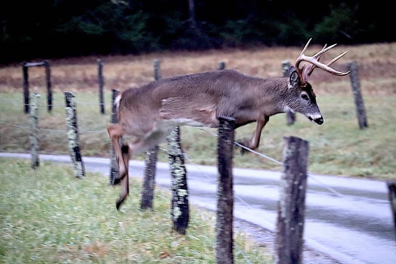 Unpacking the Truth Behind Deer Fence Jumps 2