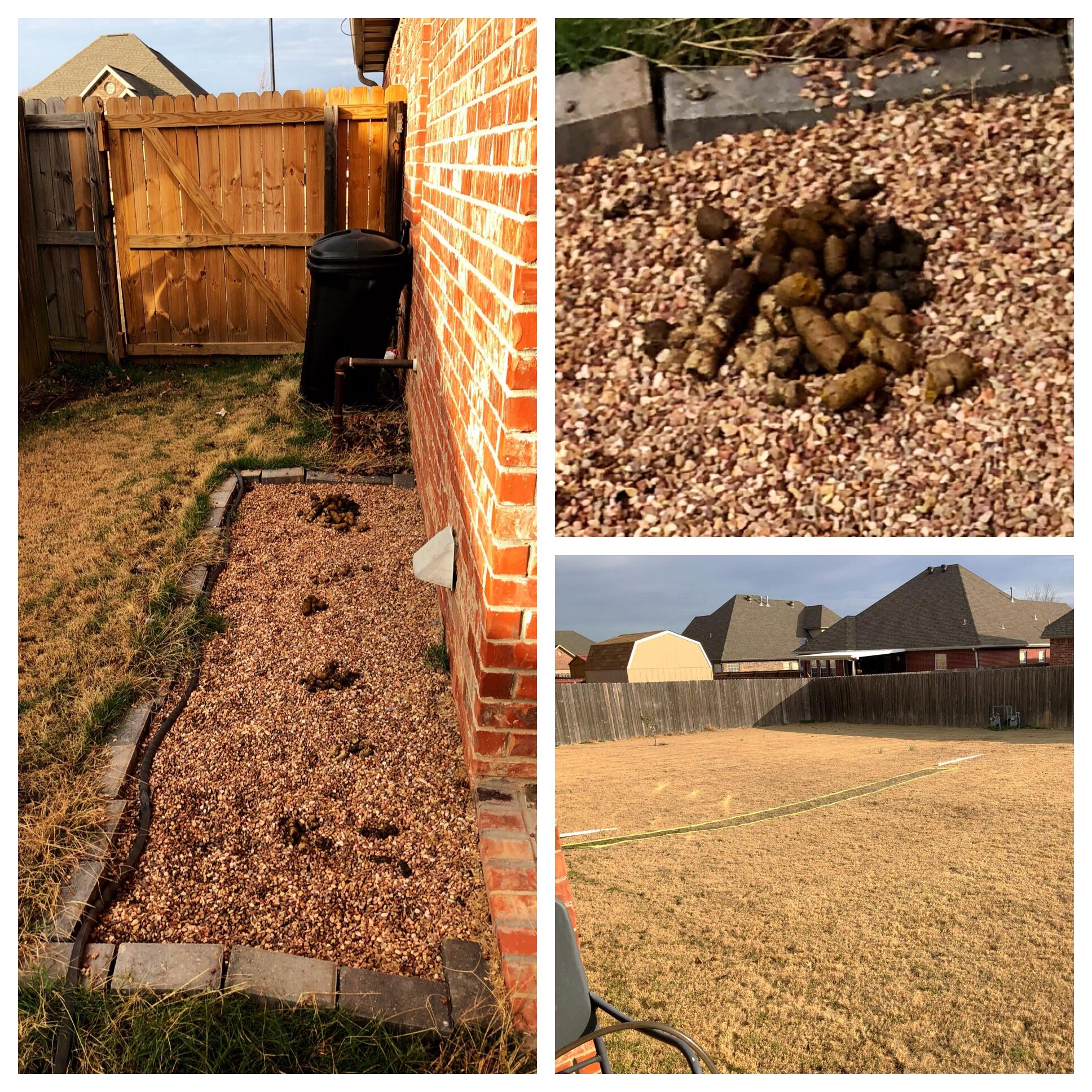 yard full of dog poop 2