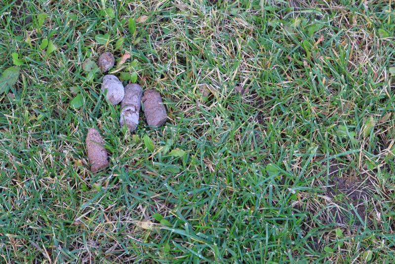 yard full of dog poop 3