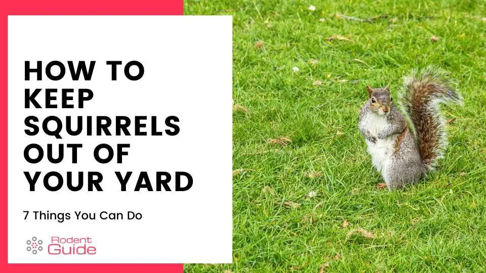 how do you get rid of squirrels in your yard
