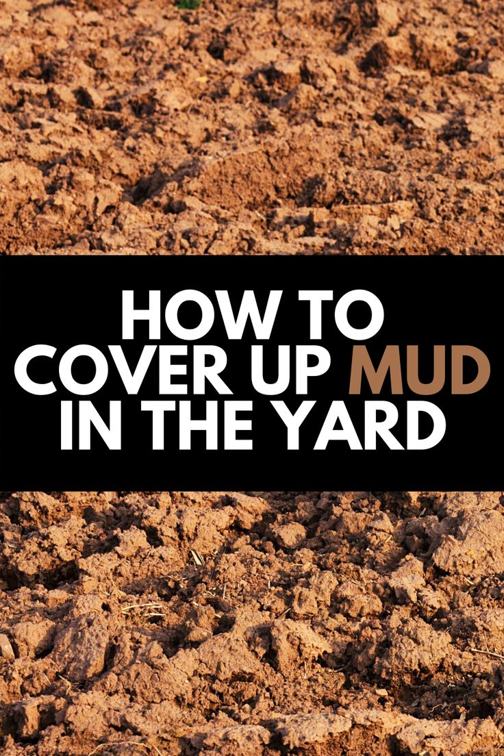 how to cover up mud in backyard