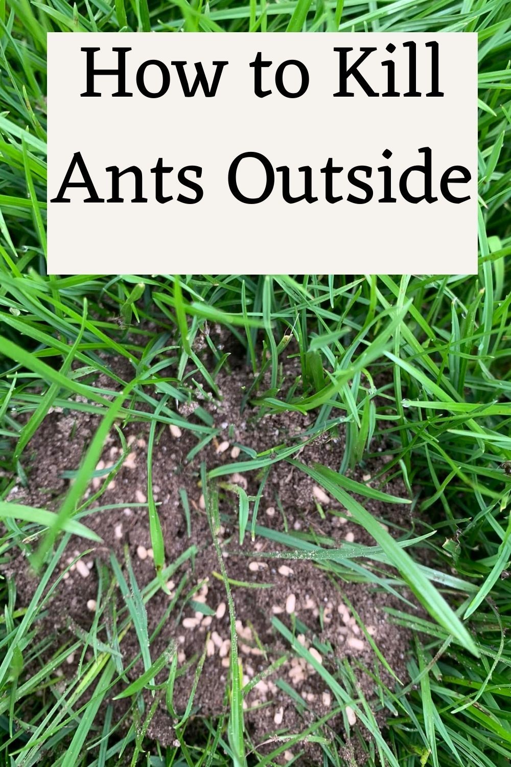 how to get rid of ants yard