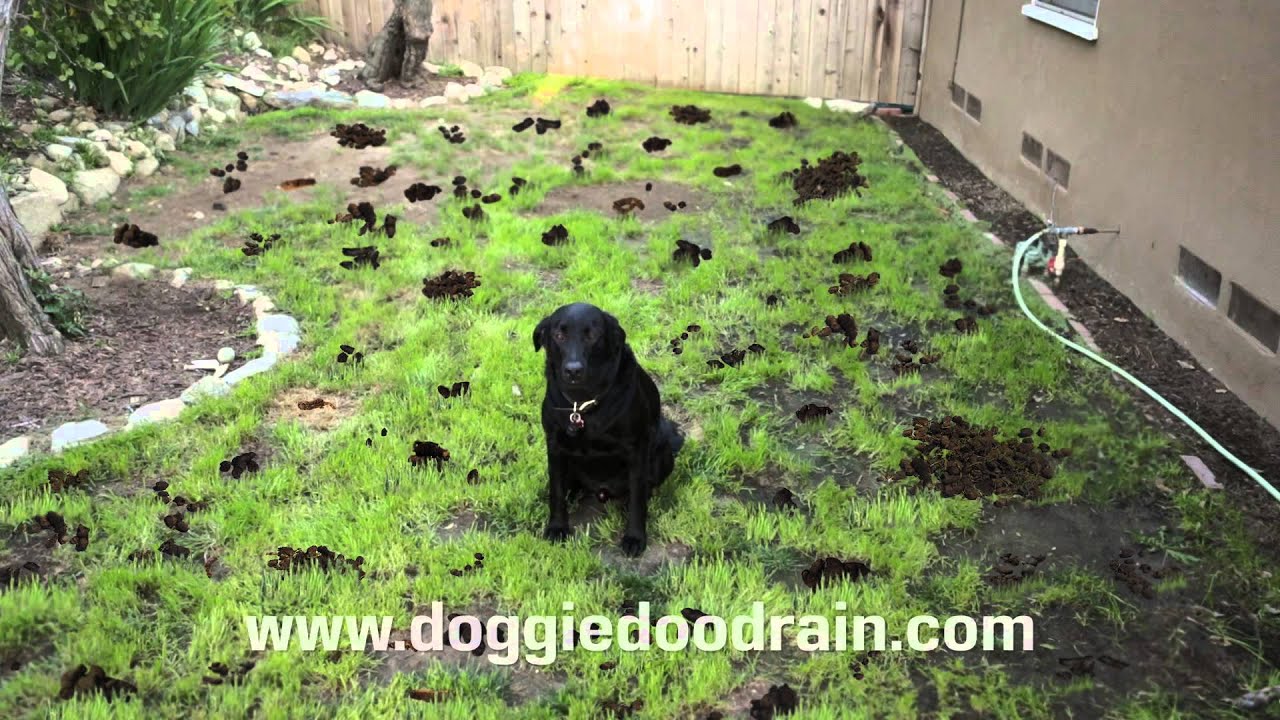 yard full of dog poop