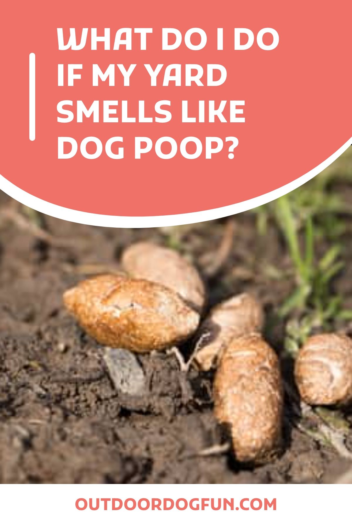 yard smells like dog pee